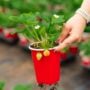 Strawberry – Allstar – 4.5″ Pot